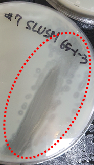 사진1세포벽(단백질) 분해효소 활성 시험 결과-미생물의 분해효소에 의해 클리어 존(clear zone)이 형성