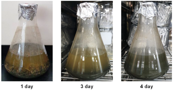 사진2 복합 미생물에 의한 잉여슬러지 상태변화-고형물이 분해됨을 확인